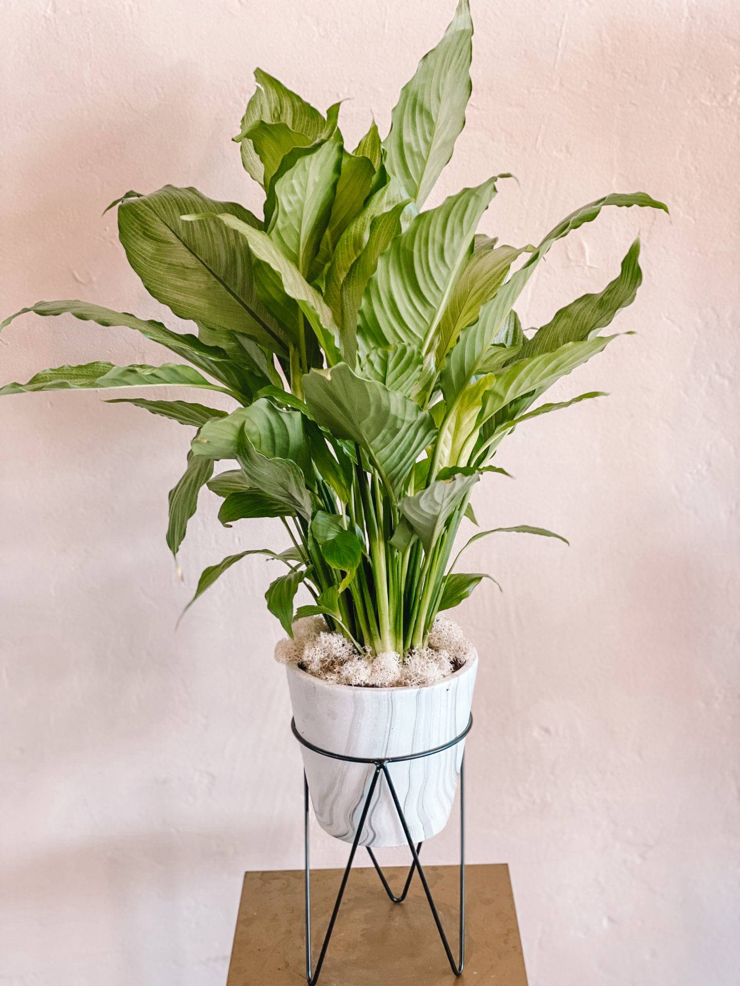 Modern Peace Lily GENESEE   PeaceLilyJPGa 