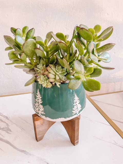 Winter In Palm Springs