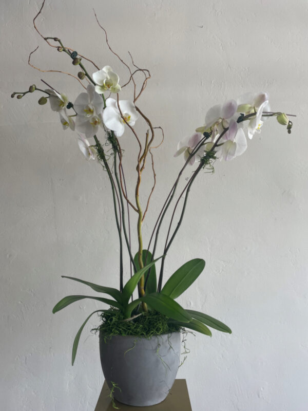 White Orchid